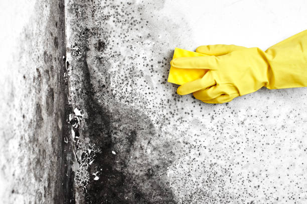 Certified Mold Removal in Alachua, FL